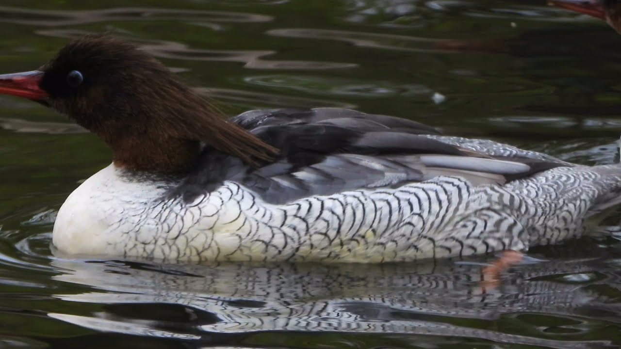 Scaly-sided Merganser Is threatened with extinction