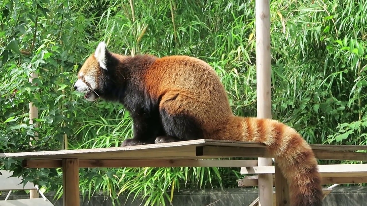 #10 Sep 2017 Red panda at Tokushima zoo, Tokushima, Japan