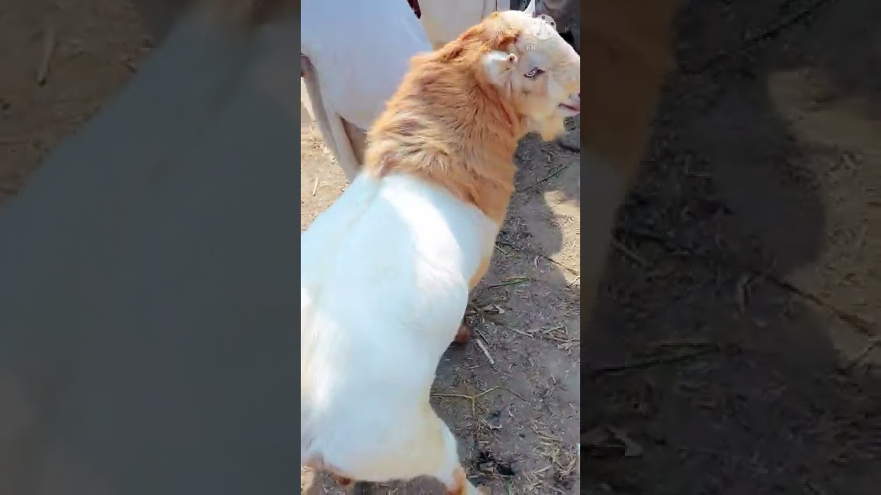 2 lakh per ka Teddy bakra🤔
