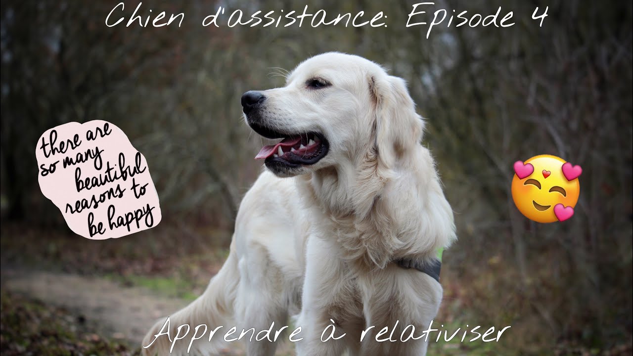 [CHIEN D’ASSISTANCE] Épisode 4: Apprendre à relativiser