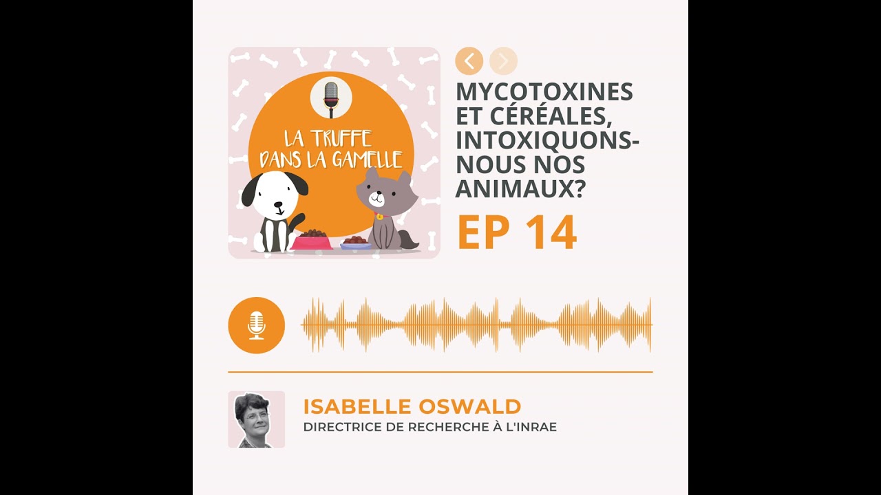 Mycotoxines et céréales, intoxiquons-nous nos animaux?