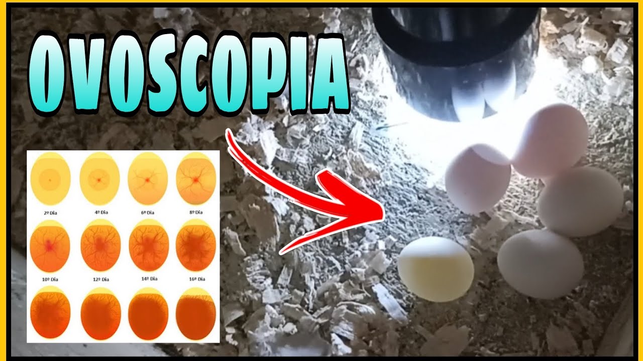 ¿COMO HACER UNA OVOSCOPIA A NUESTROS PERIQUITOS? | REVISANDO LOS HUEVOS DE MIS PERIQUITOS | HUEVITOS