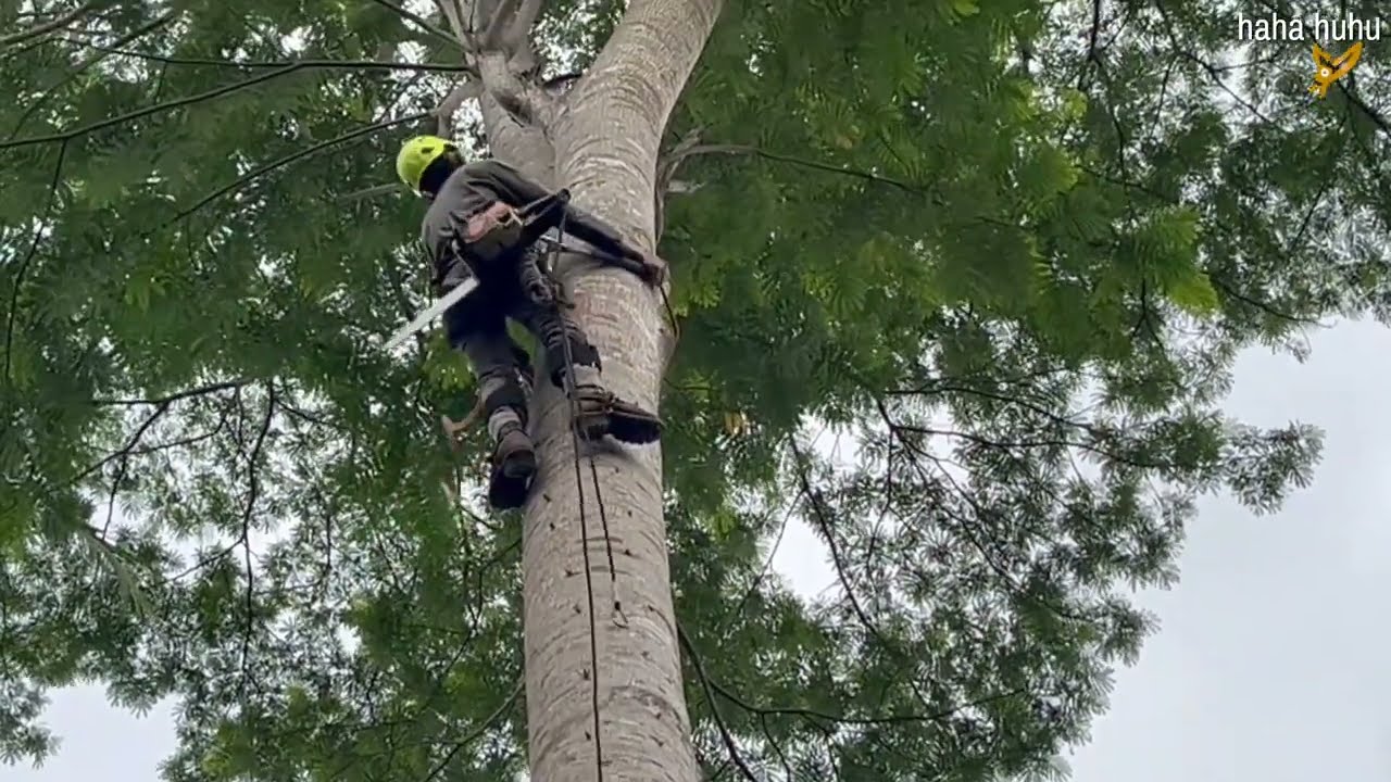 IT MAKES YOU SHIVERS WATCH A VERY TALL TREE BE CUT DOWN