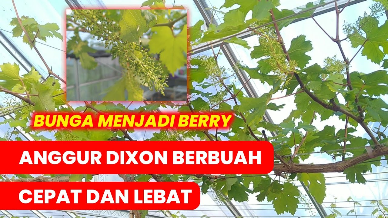 Anggur Dixon Dari Bunga Menjadi Berry | Berbuah Cepat & Lebat