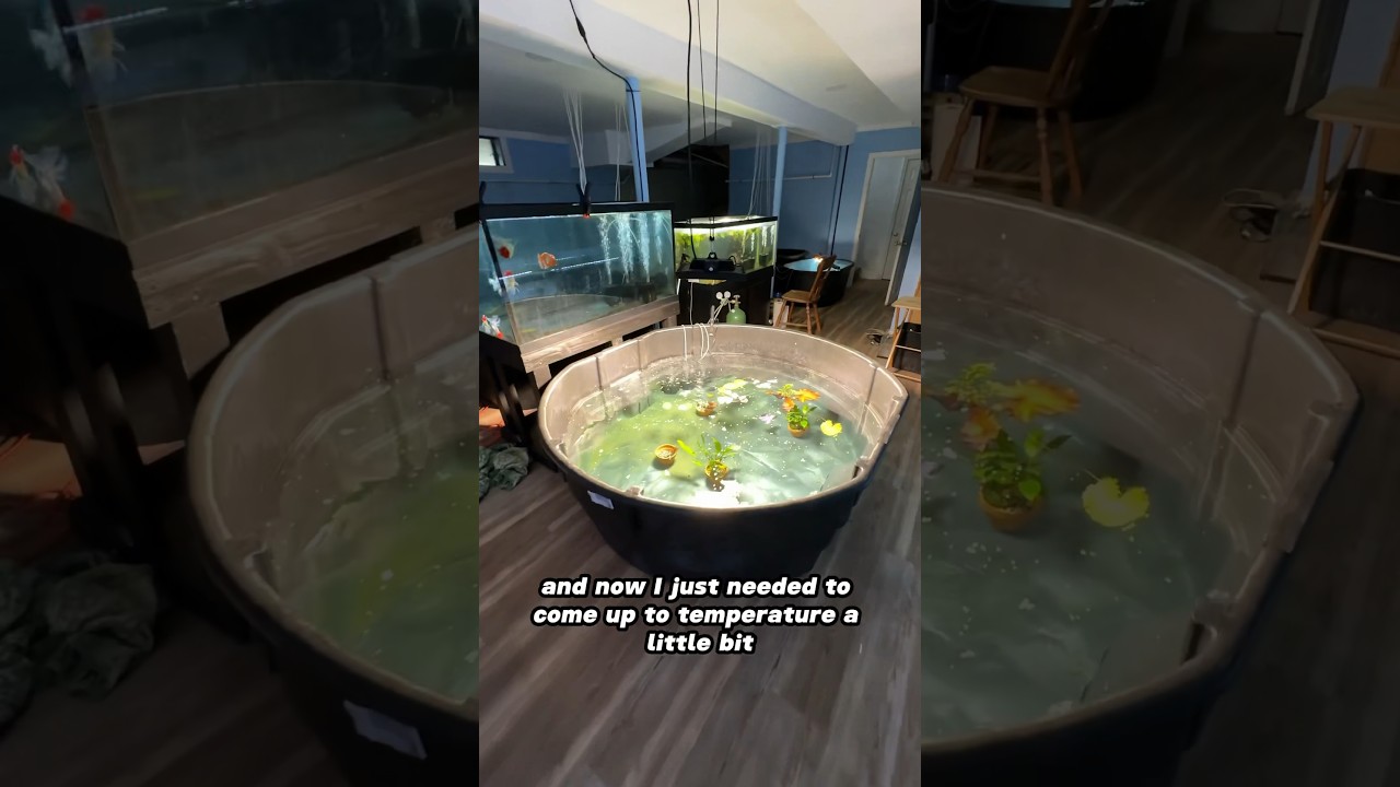 Setting up a 300 gallon indoor pond