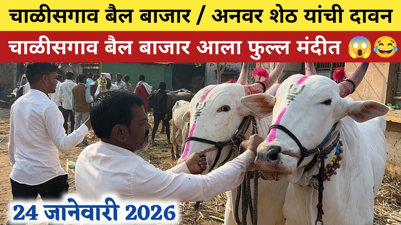 अनवर शेठ यांच्या दावणीतील 1 नंबर सौदेबाजी 😱 चाळीसगाव बैल बाजार, दिनांक- 24 जानेवारी 2026 🥰 #बैलखरेदी