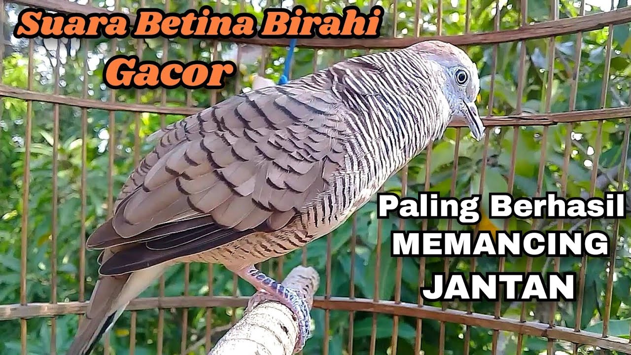 Suara Perkutut Betina Memanggil Jantan PALING BERHASIL Memancing Perkutut JANTAN langsung Manggung