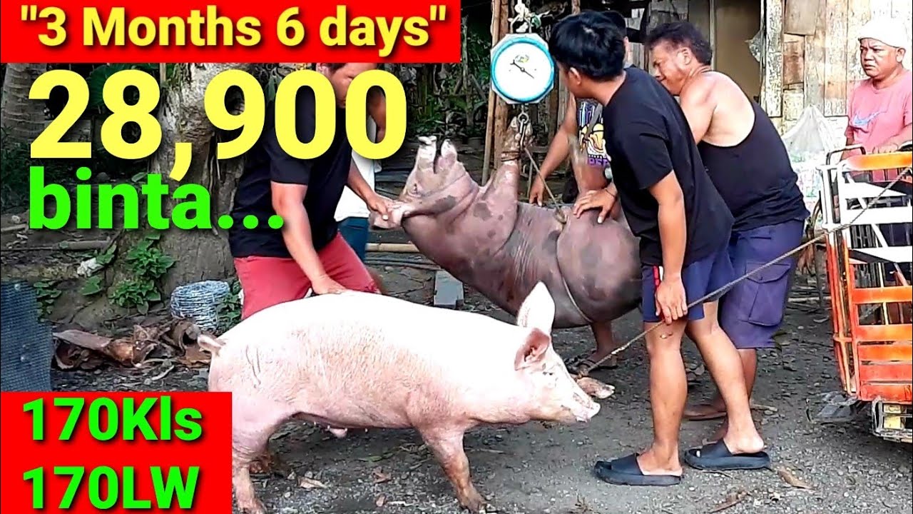 3 Months 6 days ALAGANG  BABOY MAGKANO ANG KIKITAIN SA 170LW presyo NGAYUN | PIGROLAC FEEDS REVIEW