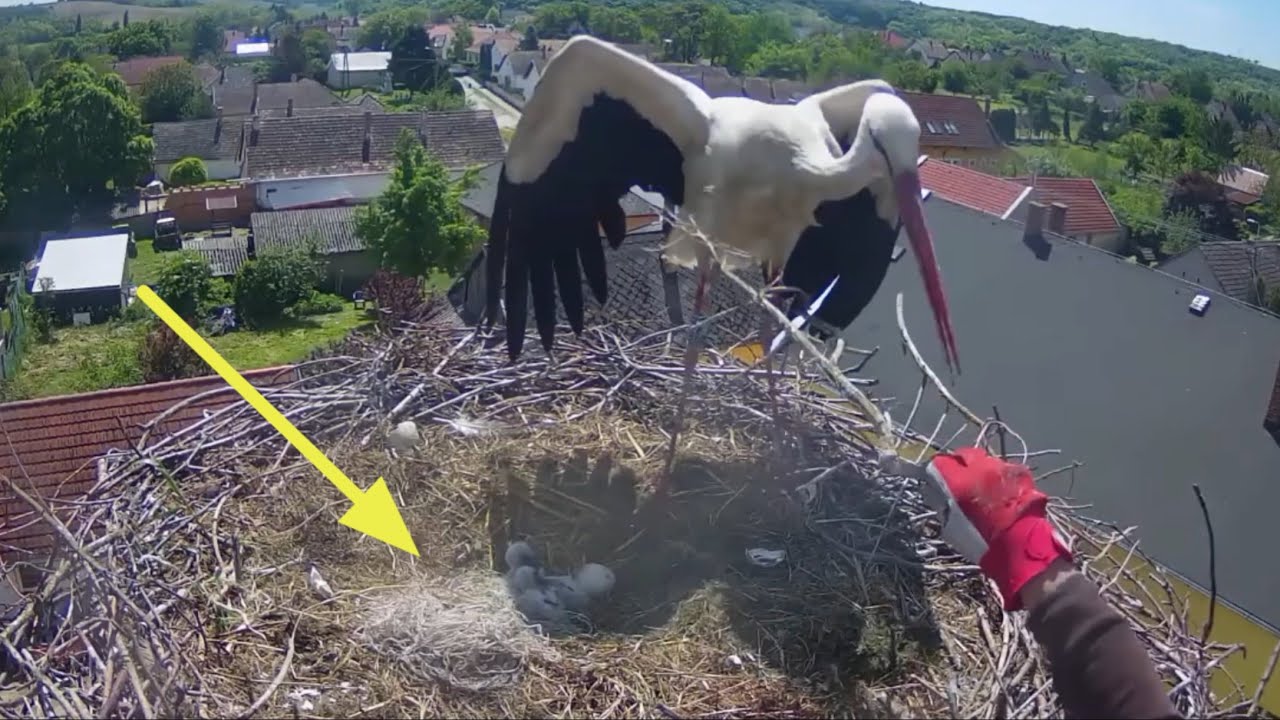 Storks Dad brings string which is removed immediately | White Storks (Hungary) | May 9, 2025