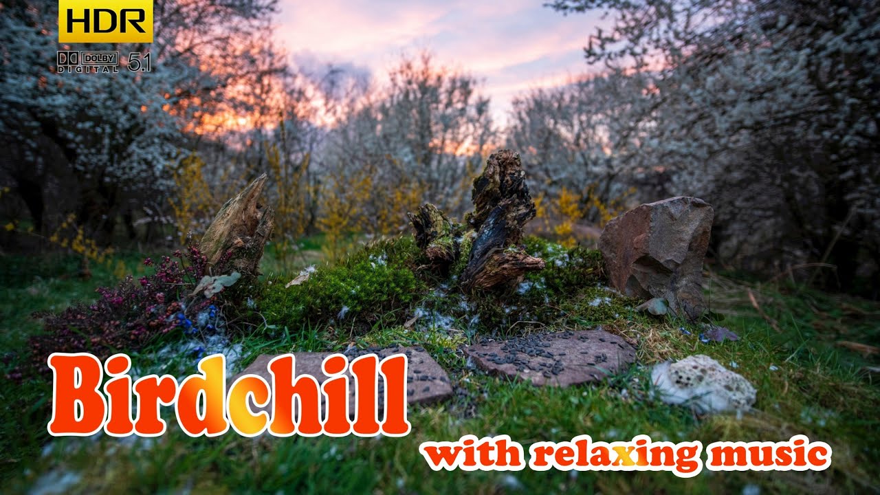 Birds: Relaxing - 4K HDR