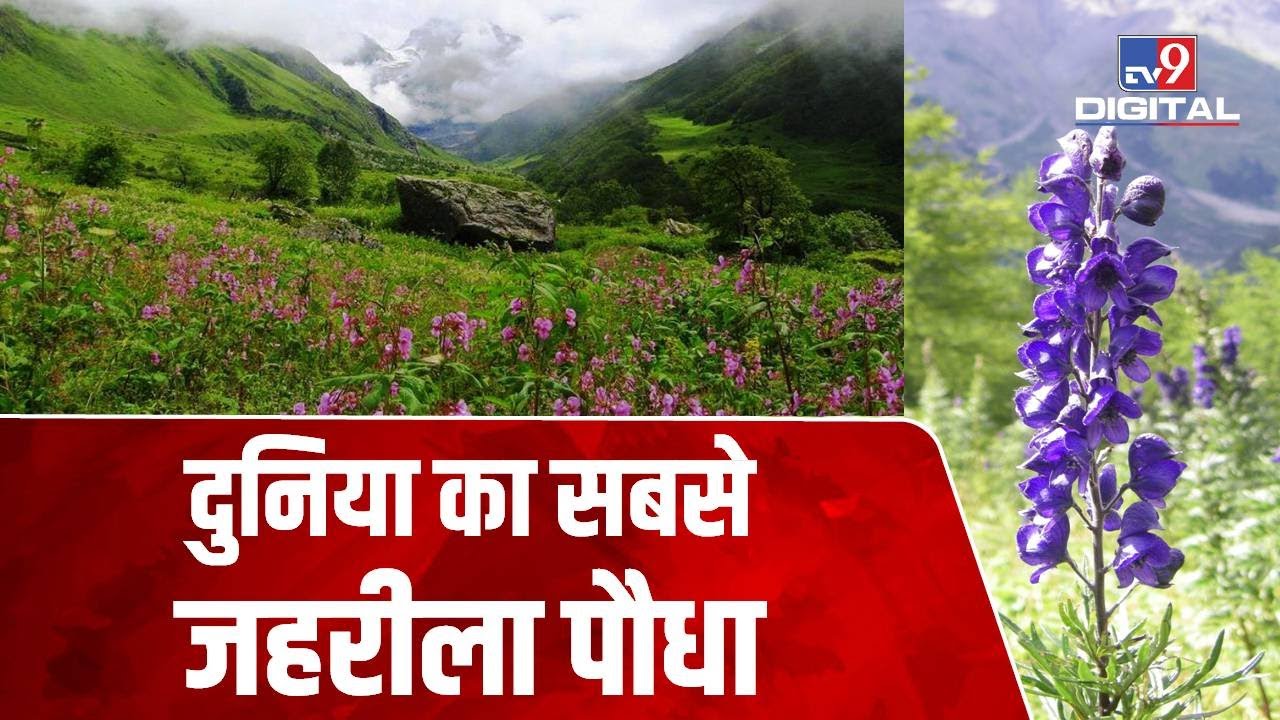 इसके संपर्क में आने से हो सकती है इंसान की मौत, ये है दुनिया का सबसे जहरीला पाैधा | Aconitum Plant