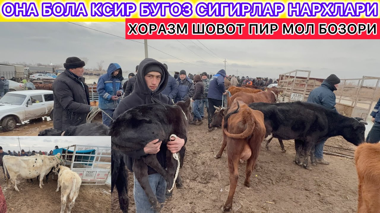 ОНА БОЛА КСИР БУГОЗ СИГИРЛАР НАРХЛАРИ ХОРАЗМ ШОВОТ ПИР МОЛ БОЗОРИ 13-февраль 2026 г.