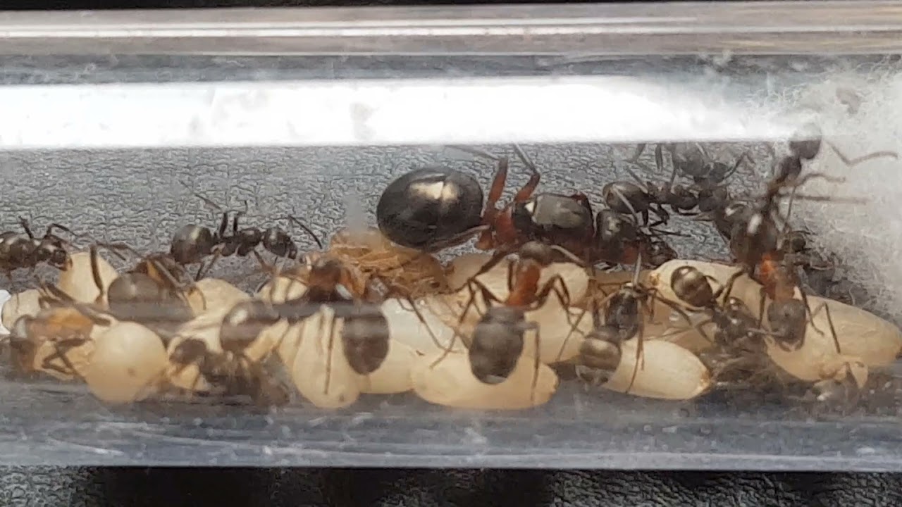 Mijn RODE BOSMIEREN (Formica rufa) introduceren + installeren!!!!