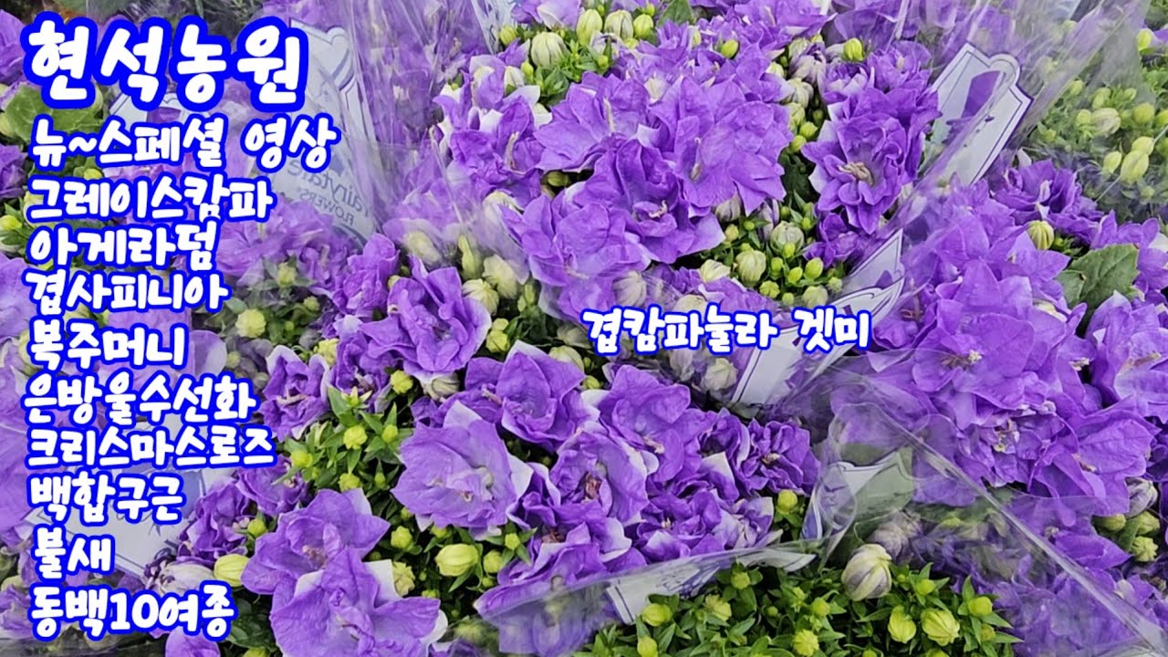 #현석농원#종캄파눌라#아게라덤#겹사피니아#복주머니#스노우플레이크#골든벨#크리스마스로즈#백합구근#불새#동백10여종#왕꽃기린#베들레헴#유럽제라#목마가렛 