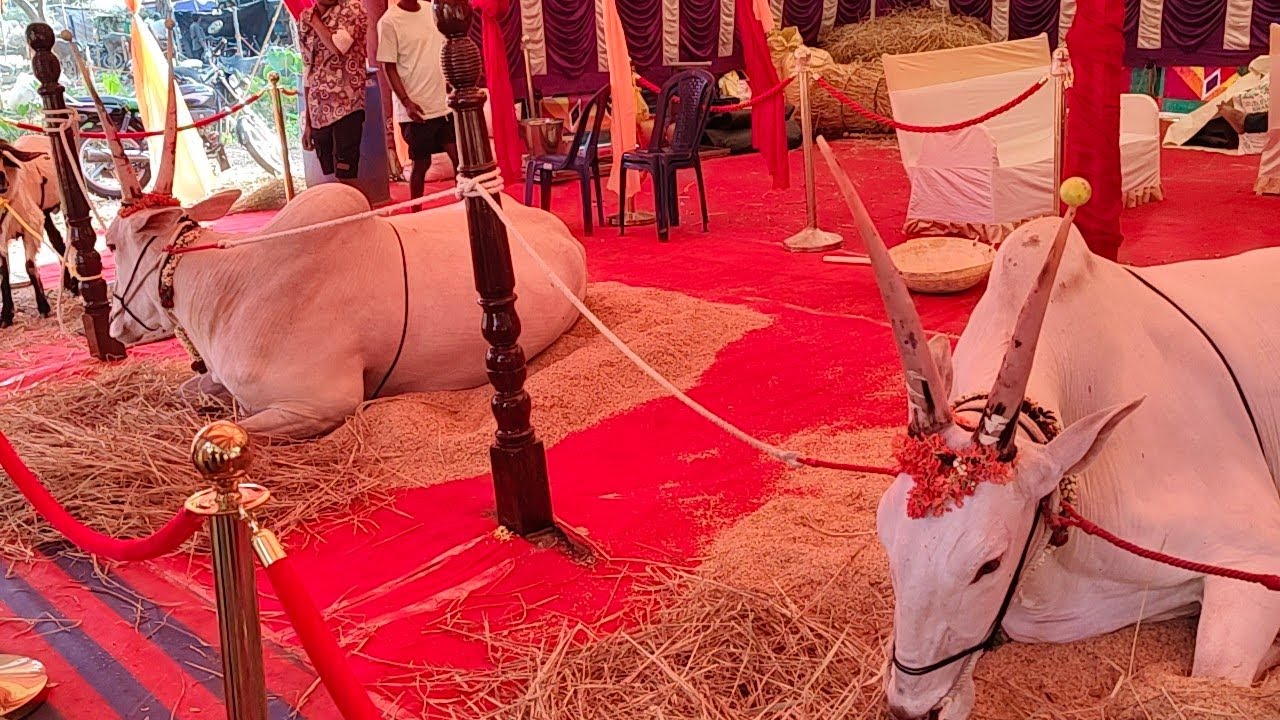 ಮೈಸೂರು ಕೆ. ಜಿ. ಕೊಪ್ಪಲು ಪ್ರತಾಪ್ ಅವರ ಶುದ್ಧವಾದ ಹಳ್ಳಿಕಾರ್ ಎತ್ತುಗಳ 