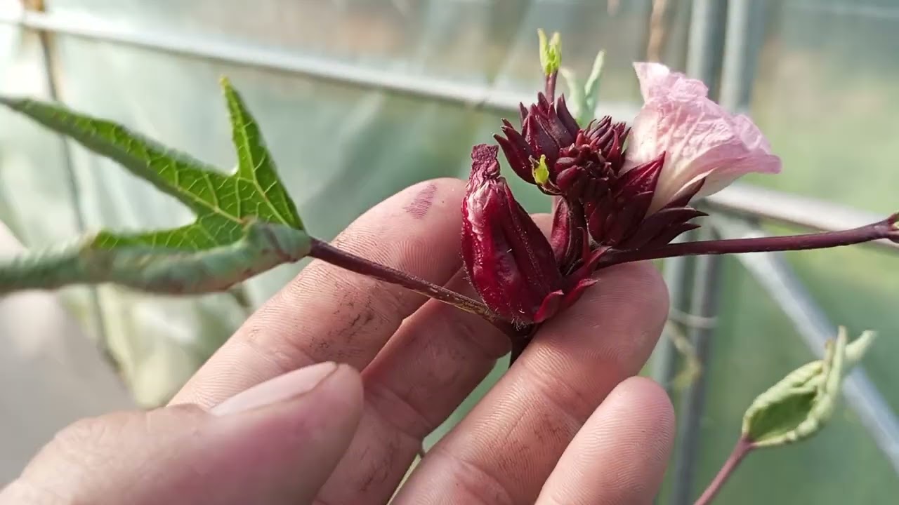 (320)Ketmia szczawiowa (Hibiscus sabdariffa) - Pr&oacute;ba wywołania przedwczesnego kwitnienia cz.2 FINAŁ👍