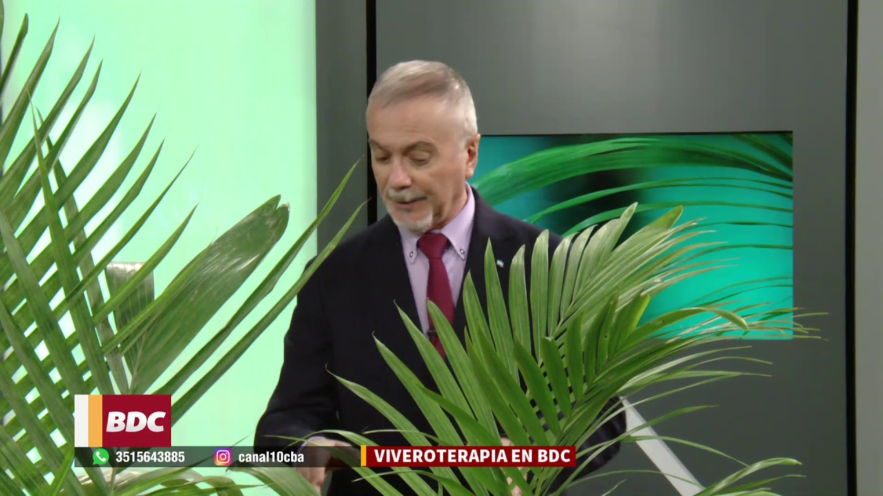 Los cuidados de la Palmera "Seafortia" y sus secretos
