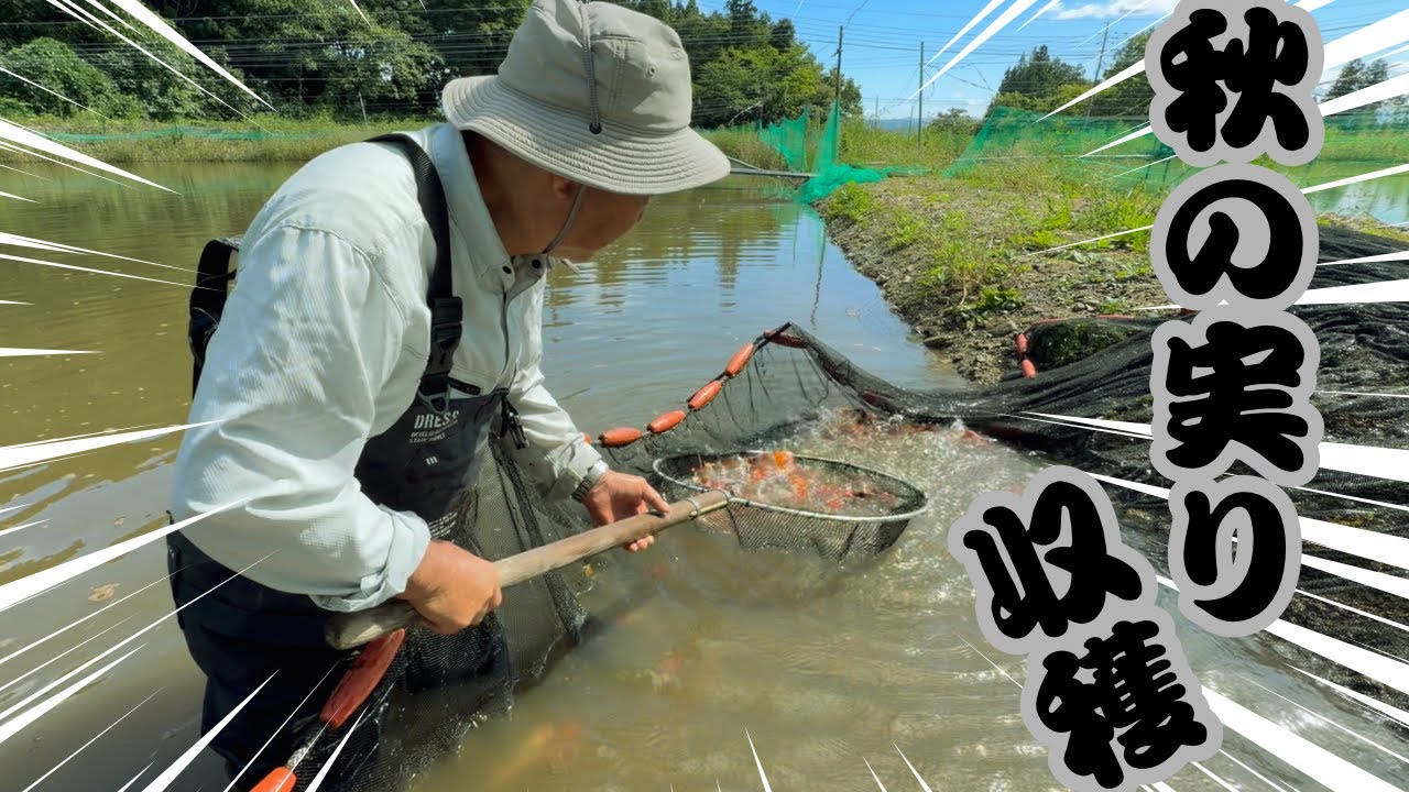 収穫の秋、錦鯉沼揚げ#koi #アクアリウム #塩田養鯉場 