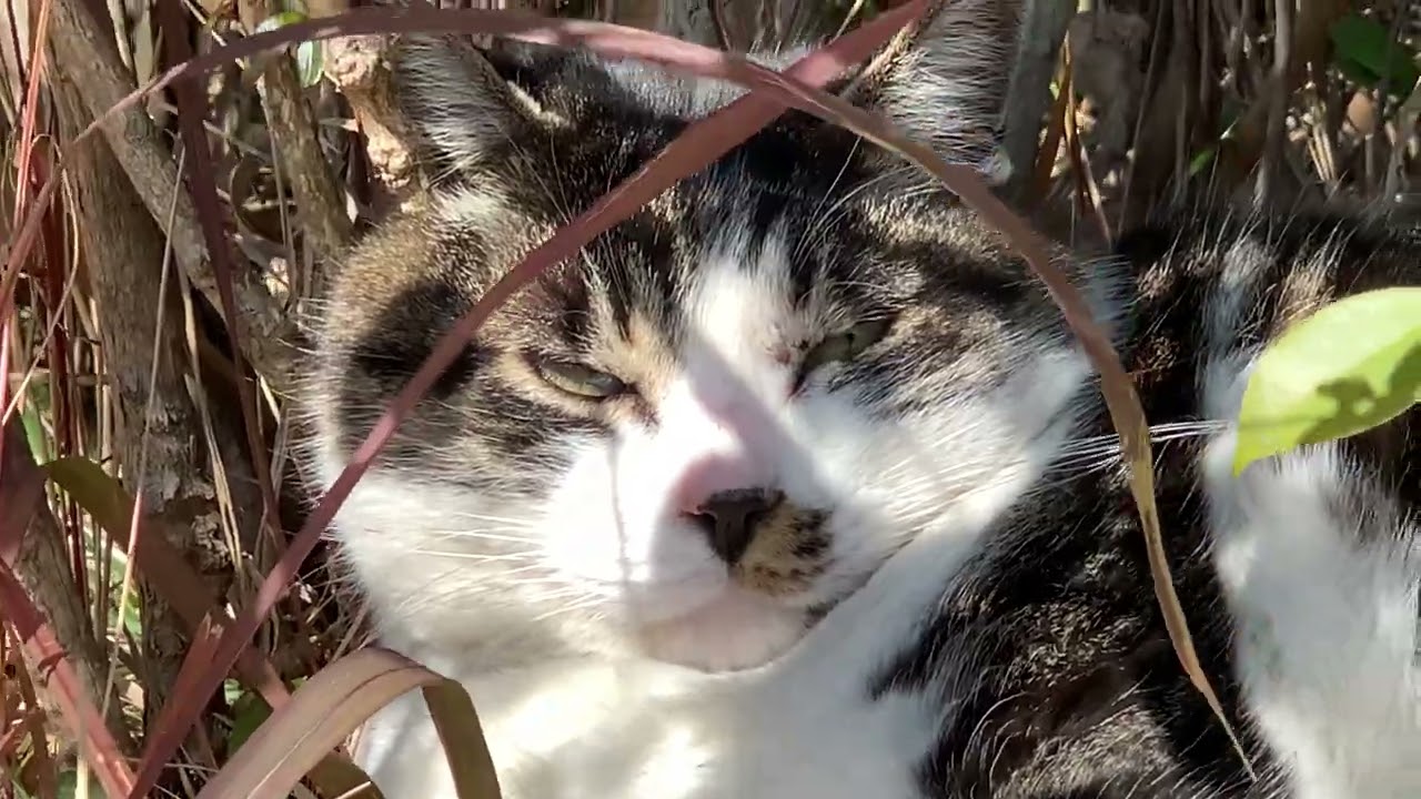 2026/2/5野良ネコの日常 There are cats!