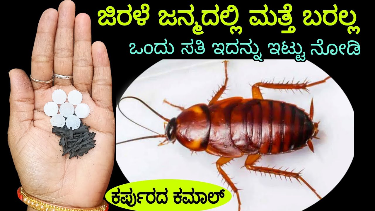 ಜಿರಳೆ ಜನ್ಮದಲ್ಲಿ ಯಾವತ್ತೂ ನಿಮ್ಮ ಮನೆಕಡೆ ಬರುವುದಿಲ್ಲ /Home Remedy to Get Rid of Cockroches