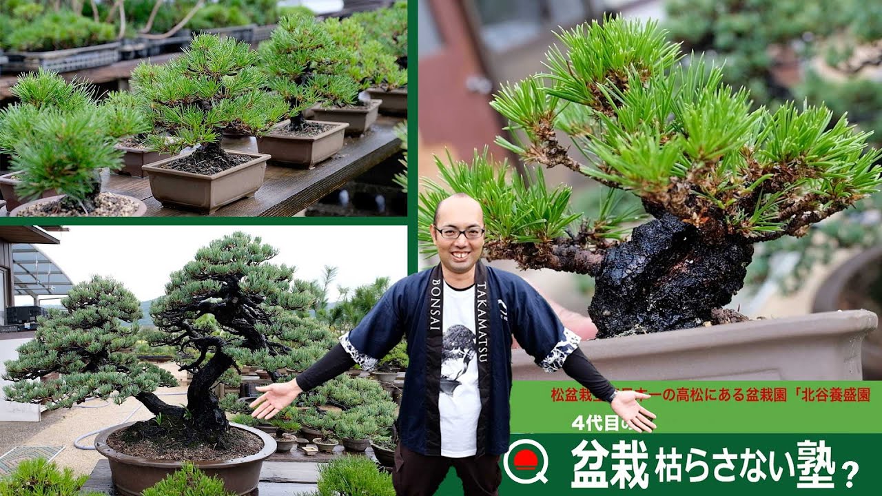 盆栽枯らしたらもったいない！北谷養盛園へ行ってきました【盆栽Q】
