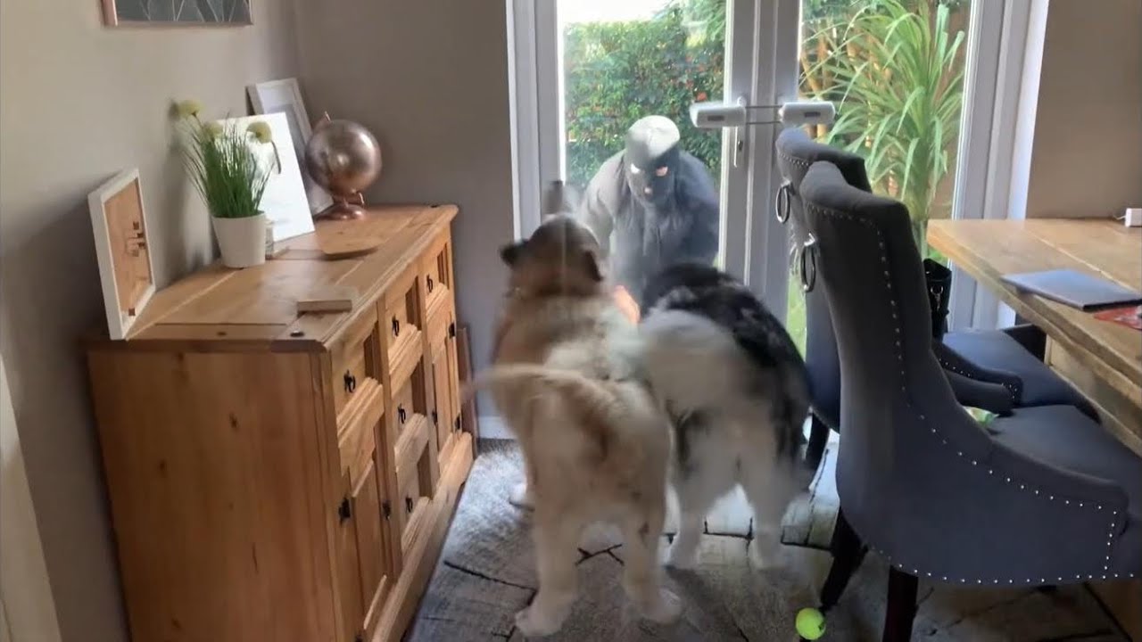 Burglar Prank On My Giant Guard Dogs! Phil Bit Harley's Nose!!