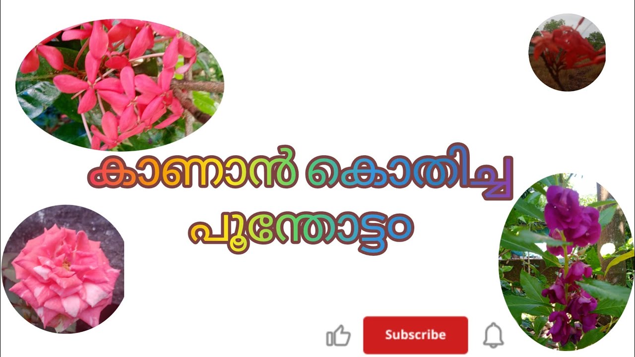 കാണാൻ കൊതിച്ച പൂന്തോട്ട൦🌸🌺🌼🌸🌻🌷#mutthumani kuttan