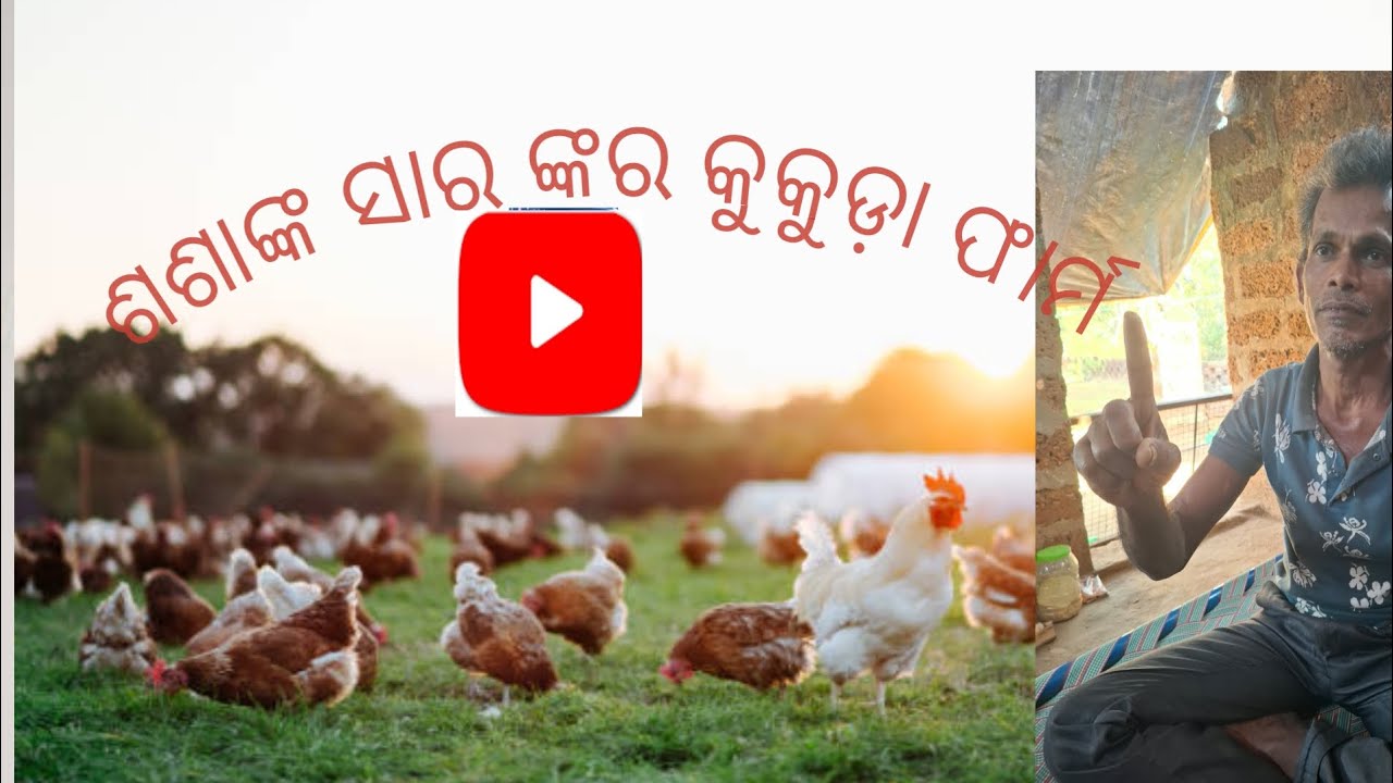 ଶଶାଙ୍କ ସାରଙ୍କର  କୁକୁଡ଼ା ଫାର୍ମ ର ପୁନର ଉଦ୍ଧାର 