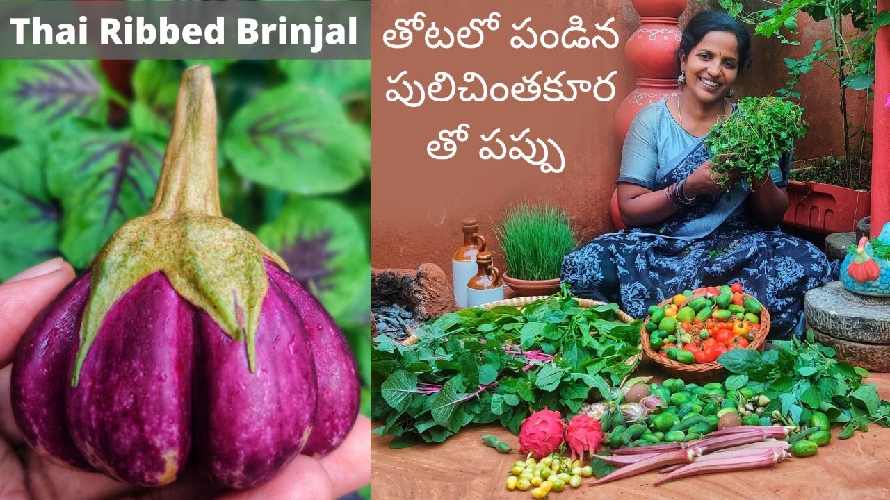 Thai Ribbed Brinjal,Pulichintha Kura,Dragon Fruits,Barry Crazy Tomato,Pink Thotakura,Red Bendakya🍒🍅🍄