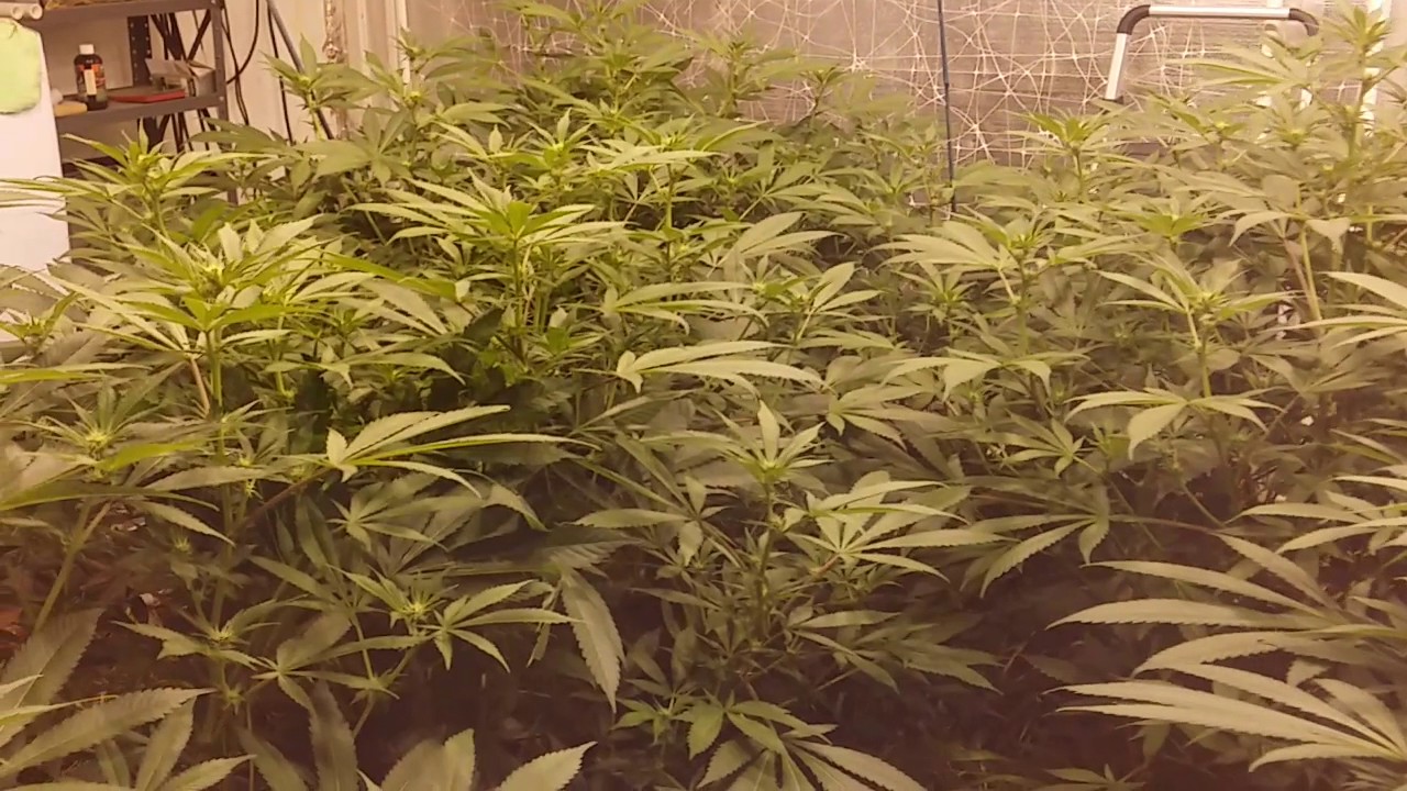 4th Cycle Notill Cultivation Beds: Blue Magoo flowering update