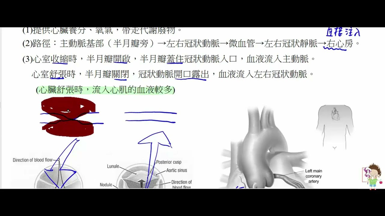 高中生物 選修生物III 冠狀循環與肝門脈循環【莫斯利高中自然科教學網】