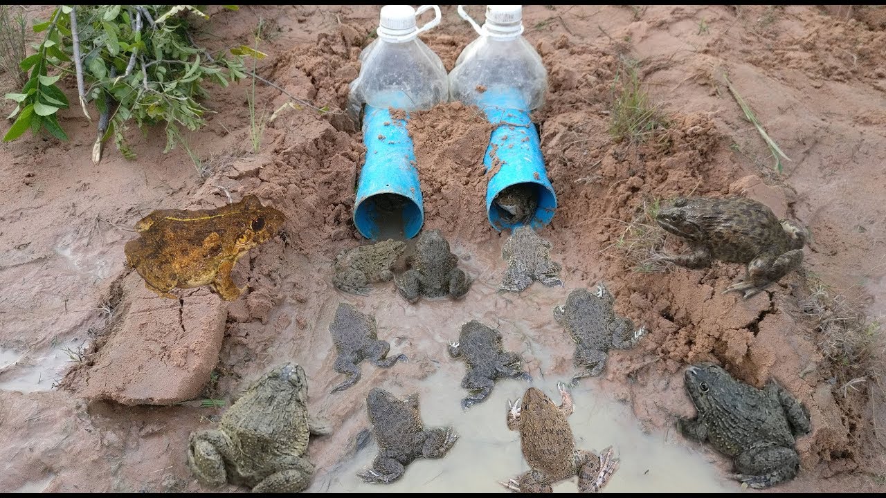 Making Deep Hole Bottle Frog Trap / AHA Factory