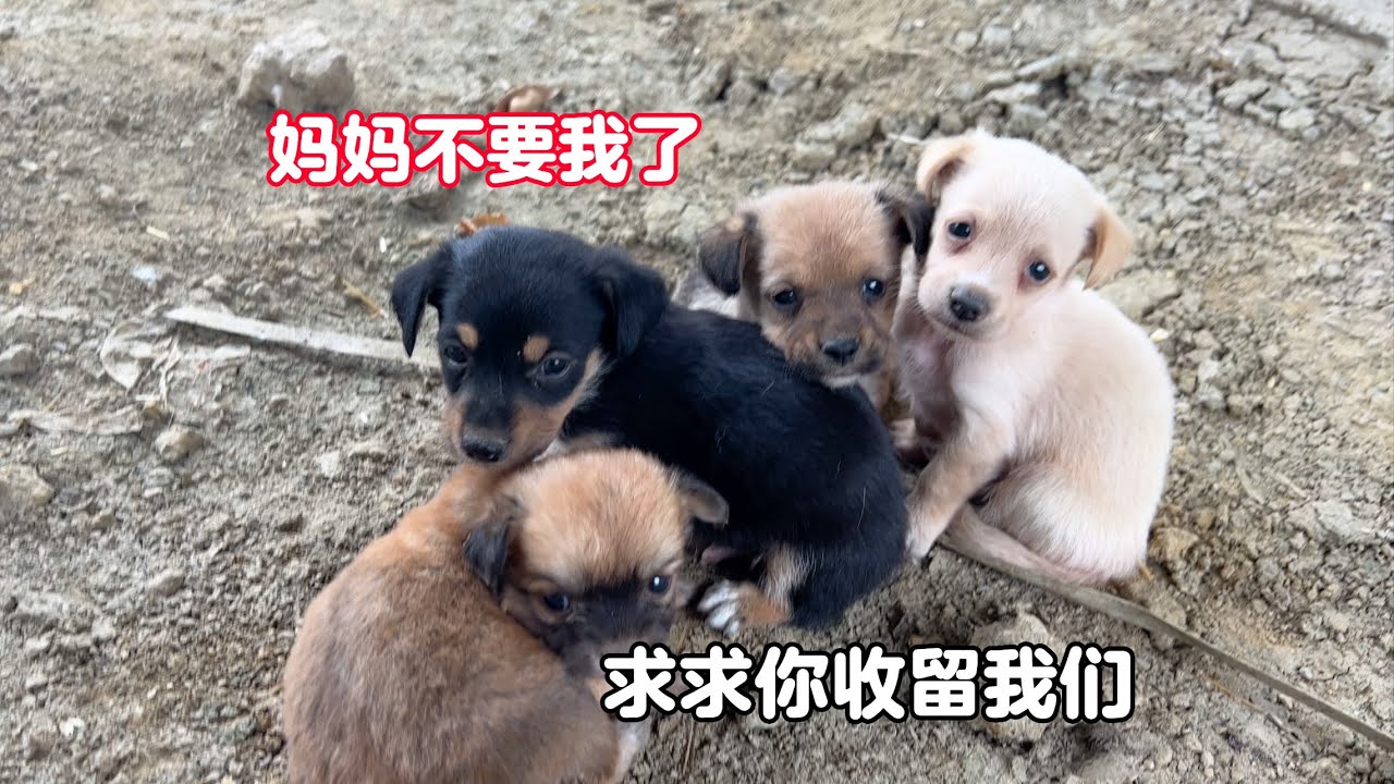 為了讓小奶狗不再流浪，狗媽媽狠心拋棄5只幼崽，選擇獨自離開
