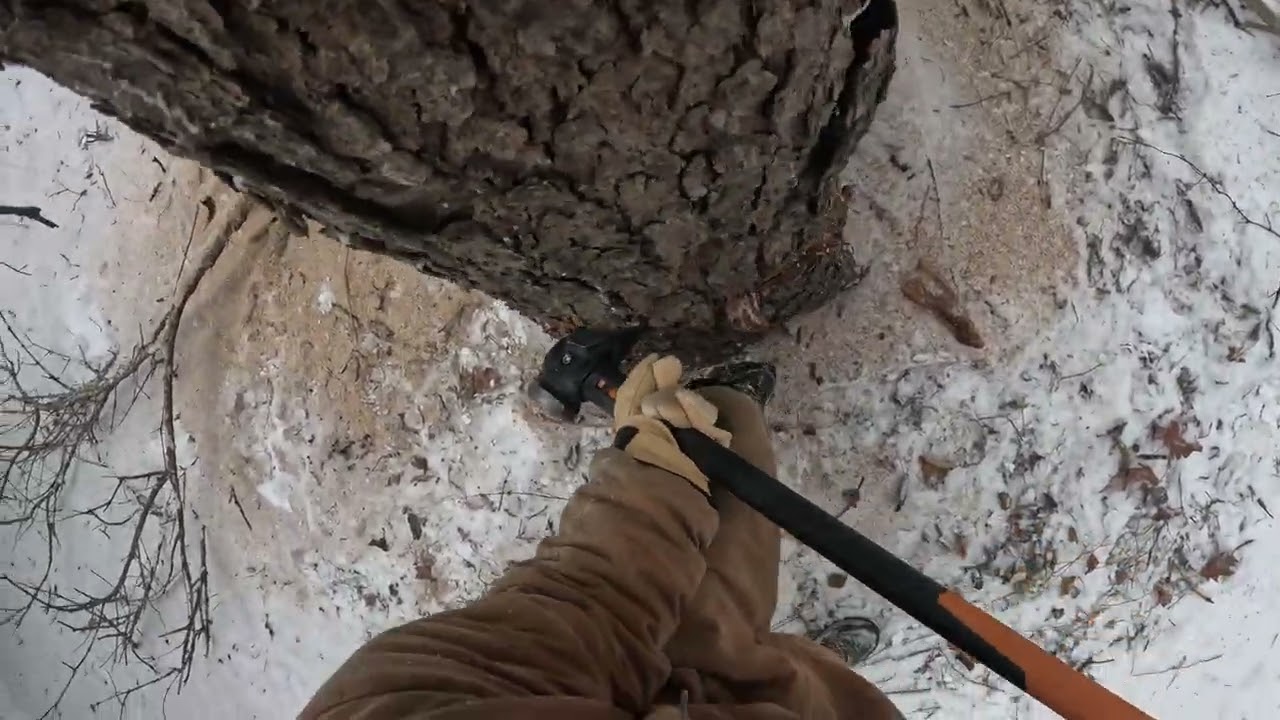 Awkward tree to fall.