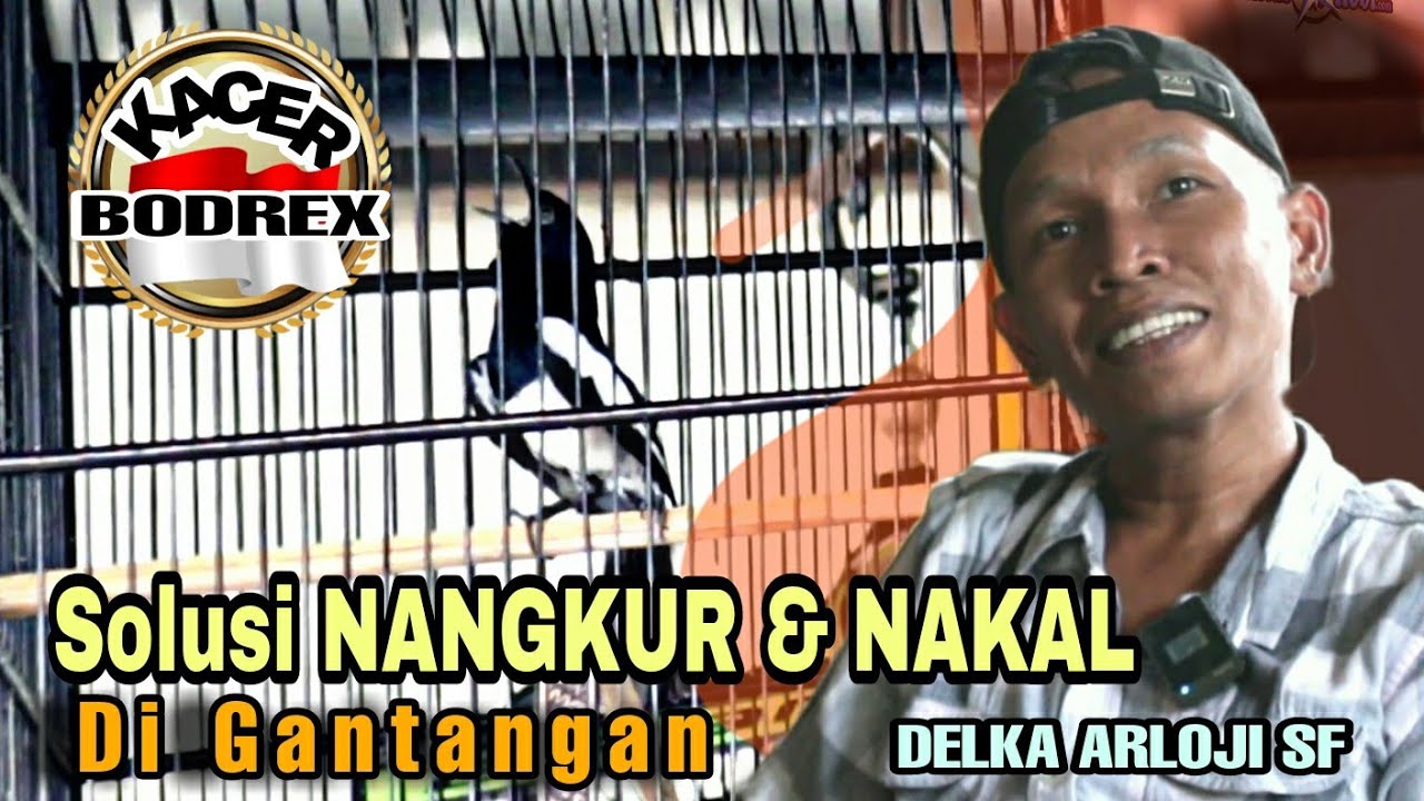 BODREX‼️Solusi KACER NAKAL NANGKUR Versi Mr Delka Arloji SF