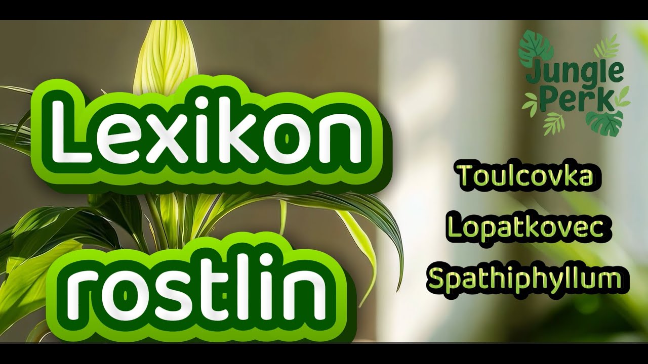 Lopatkovec / Toulcovka - průvodce pěstováním, aneb jak pečovat o spathiphyllum.