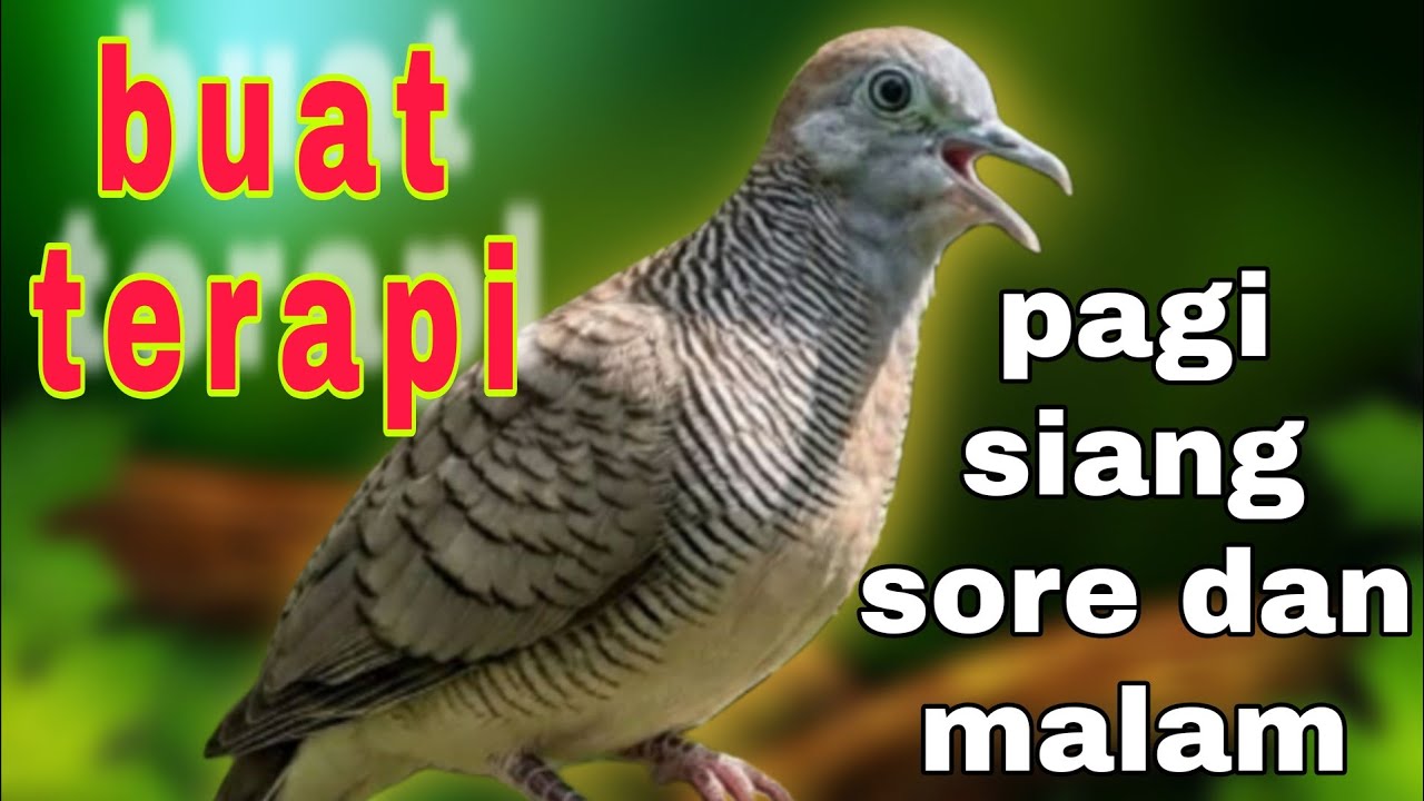 Perkutut lokal gacor suara ini buat terapi pagi siang soren dan malm bikin bunyi