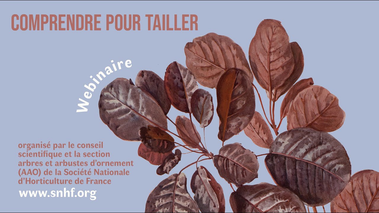 Comprendre pour tailler : Quelles caract&eacute;ristiques pour les ligneux d'ornement ?
