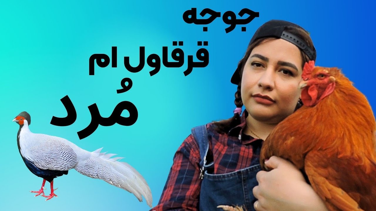 چرا جوجه قرقاول ها میمیرند؟؟ | جوجه کشی از قرقاول ها و نکات پرورش و نگهداری جوجه قرقاول