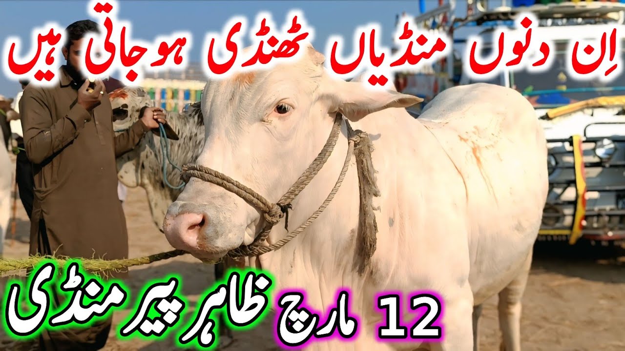 Zahir Pir Cow Mandi 2026 | Cholistani Ablak Nukre Bachre & Sahiwal Brahman Cows | Cow Mandi 2025🔥