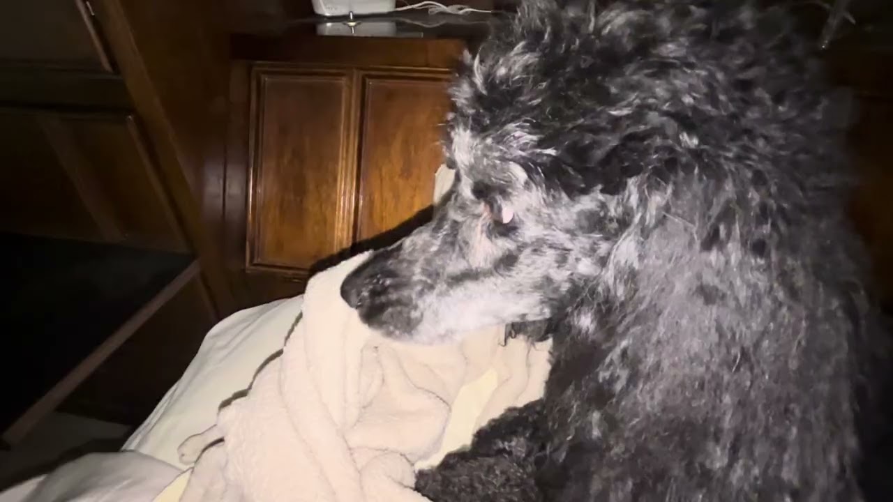 Dash seems worse kept us up all night after this