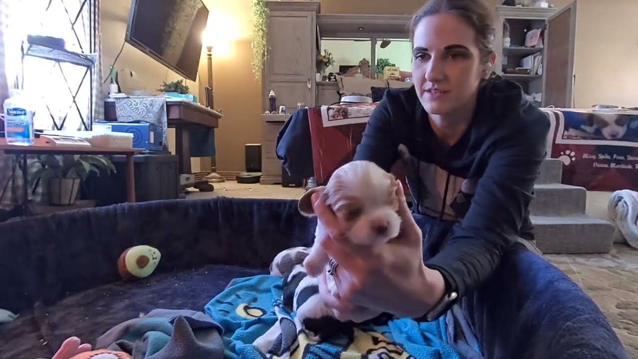 Cavalier Puppies Live: 3-Week Weight Checks & Dewormings