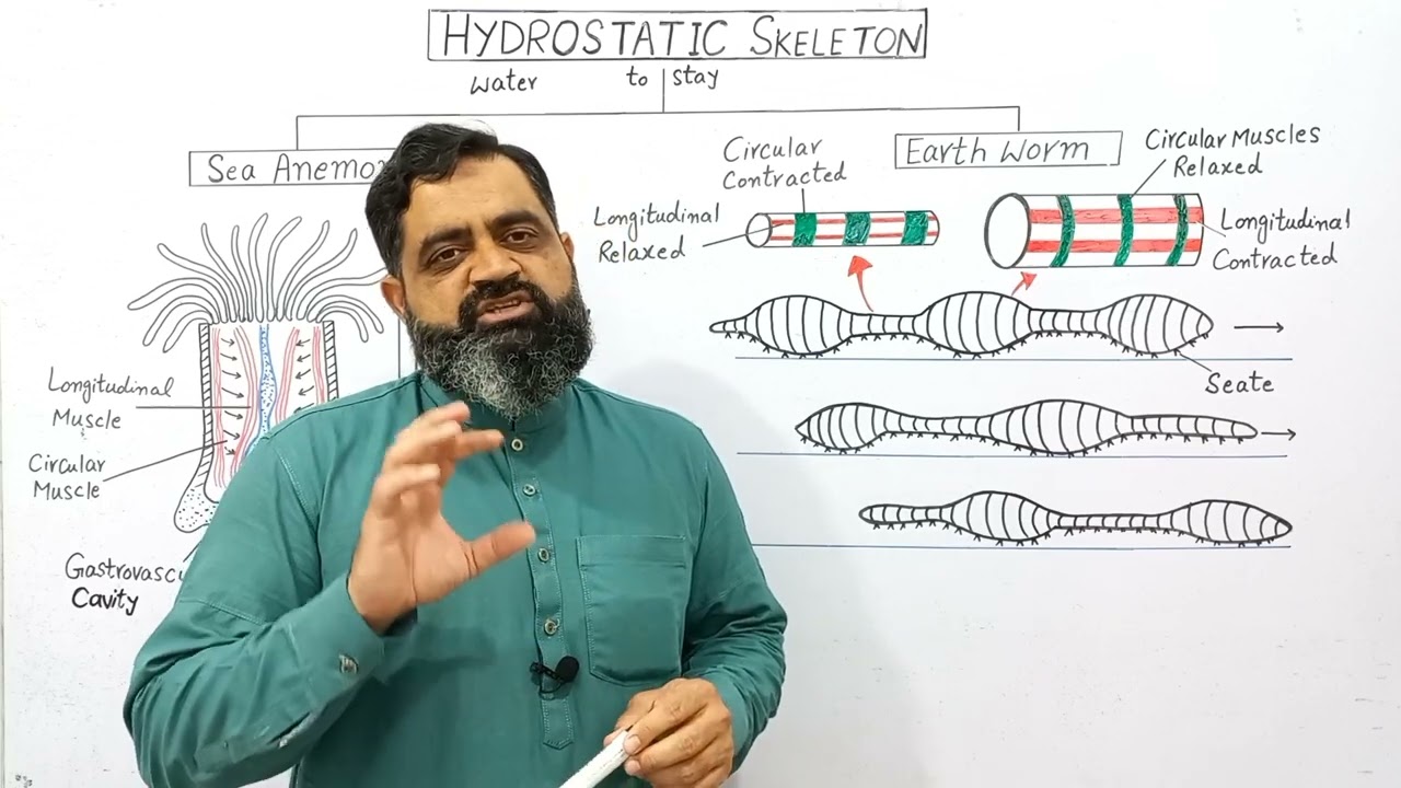 Hydrostatic skeleton English medium @prof.masoodfuzail| Locomotion in Earthworm| Sea anemone