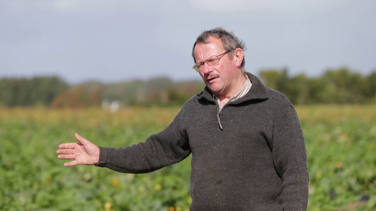 producteur courgettes