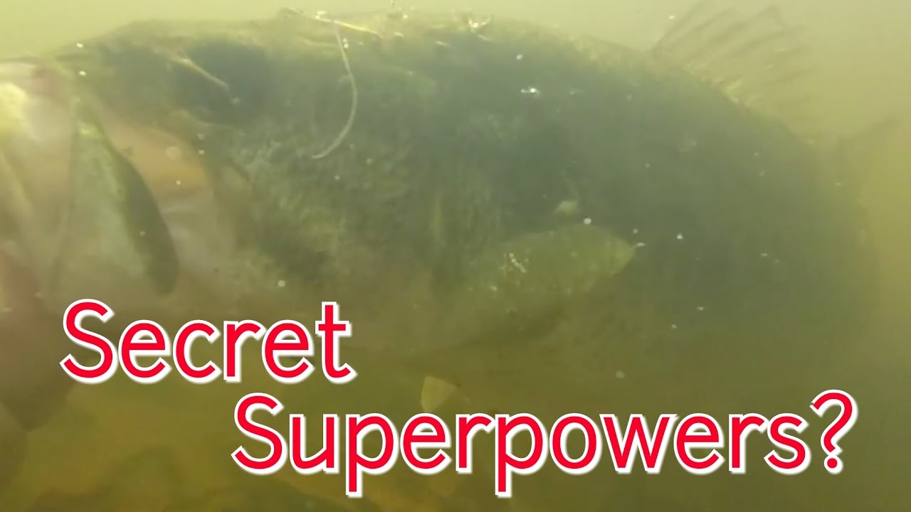 Creature Profiles: The Largemouth Bass