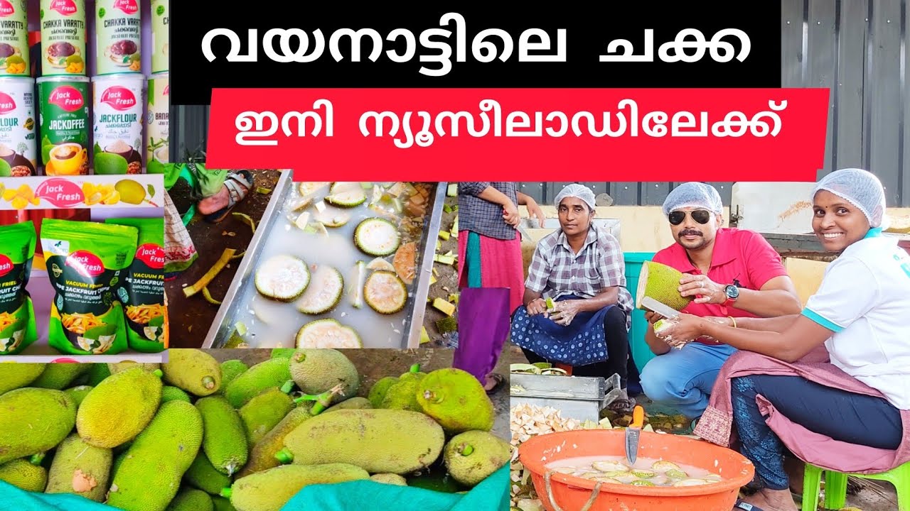 വയനാടൻ ചക്ക കടൽകടന്നു /Wayanad Jackfruit Society #jaimeesjackfresh #jackfruitsociety #jithuzjourney