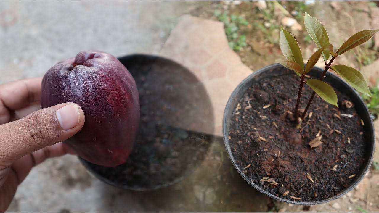MENANAM JAMBU BOL DARI BIJI AGAR TUMBUH SUBUR DAN HASILNYA LEBAT