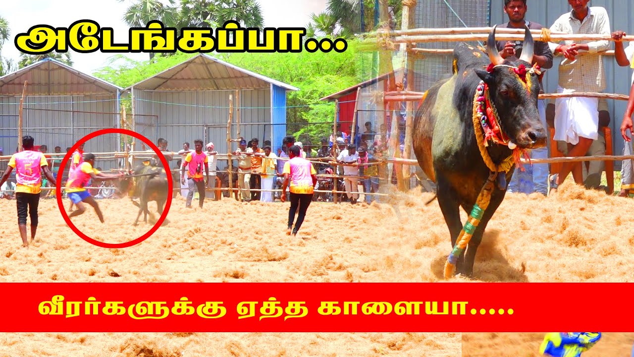 amutham_studio|புதுக்கோட்டை (மா) ஒணங்குடி வட மாடு  பகுதி-2  |/05//04//2022