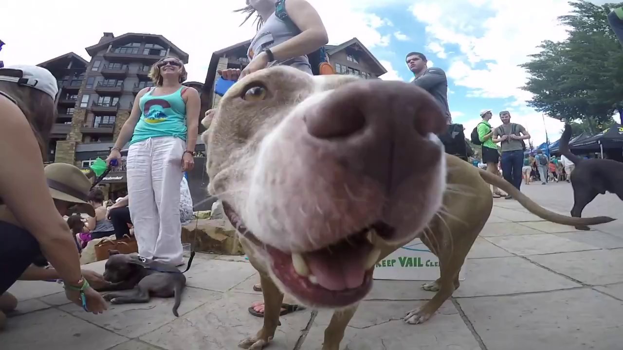 Dogs of the GoPro Mountain Games