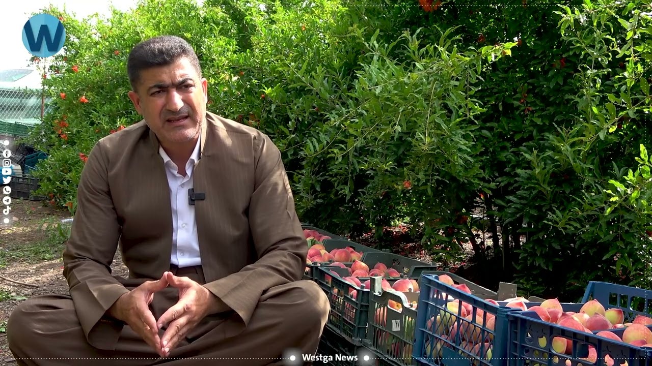 دانیشتوانی گوندی کوڵکنی لەم وەرزەدا دار قۆخەکانیان دەڕنن